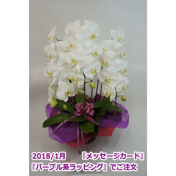 画像19: 【特価】胡蝶蘭 白 3本立ち 30輪前後（つぼみ含む）(花画像サービス付) (19)
