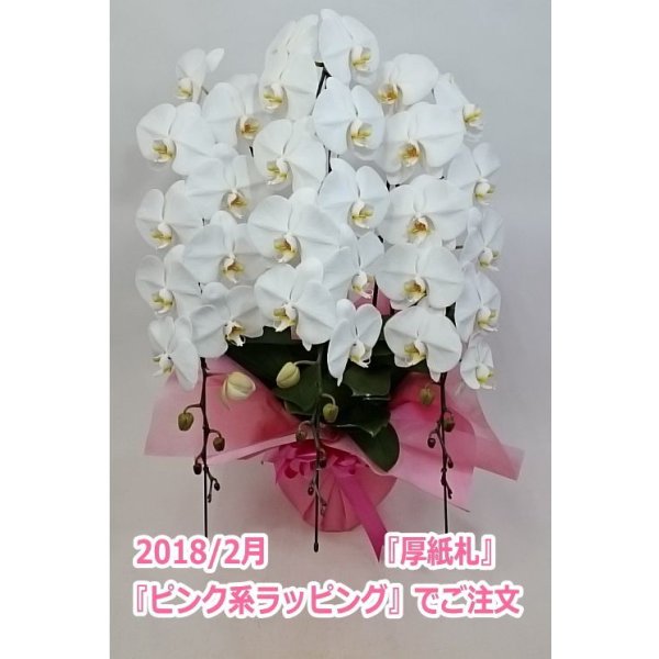 画像13: 胡蝶蘭 白 3本立ち 40輪前後（つぼみ含む）(花画像サービス付) (13)