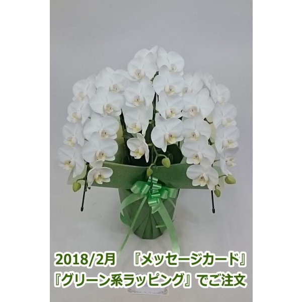 画像14: 胡蝶蘭 アマビリス(ミディ系)3本立ち以上 50cm前後(花画像サービス付) (14)