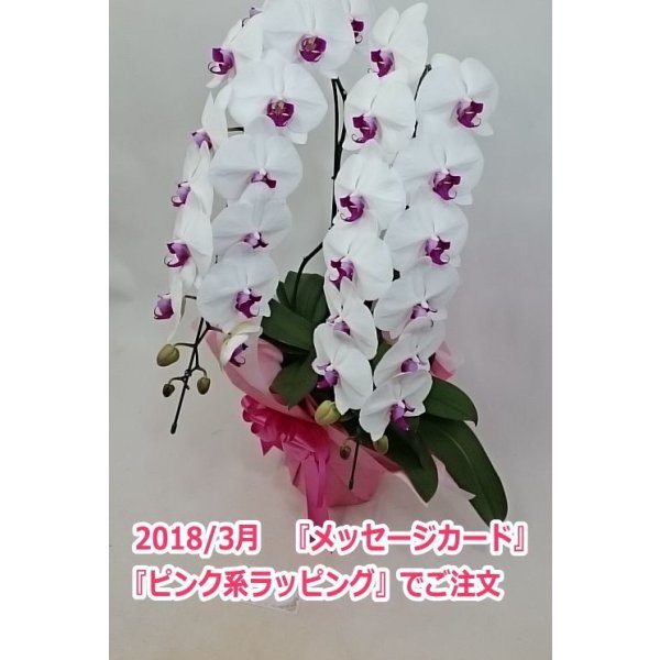 画像7: 胡蝶蘭 赤リップ 2本立ち 22輪前後（つぼみ含む）(花画像サービス付) (7)