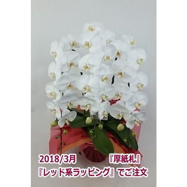 画像21: 【特価】胡蝶蘭 白 3本立ち 30輪前後（つぼみ含む）(花画像サービス付) (21)