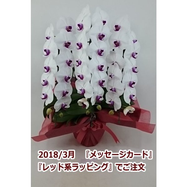 画像10: 胡蝶蘭 赤リップ 3本立ち 40輪前後(つぼみ含む)(花画像サービス付) (10)