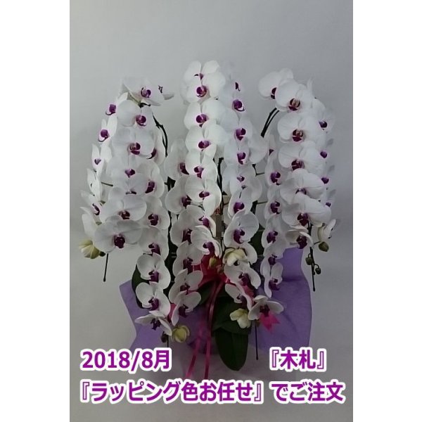 画像5: 胡蝶蘭 赤リップ 5本立ち 60輪前後（つぼみ含む）(花画像サービス付) (5)