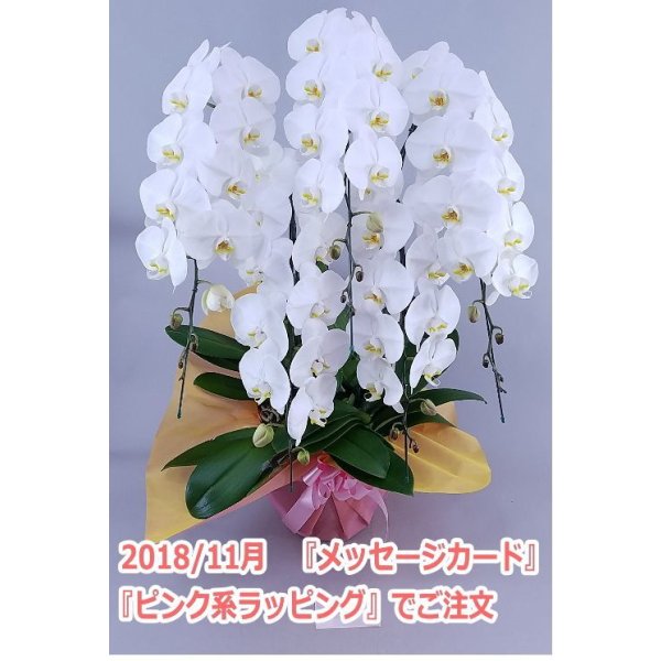 画像4: 胡蝶蘭 白 5本立ち 50輪前後(つぼみ含む)(花画像サービス付) (4)