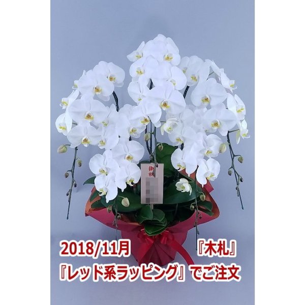 画像5: 胡蝶蘭 白 5本立ち 50輪前後(つぼみ含む)(花画像サービス付) (5)