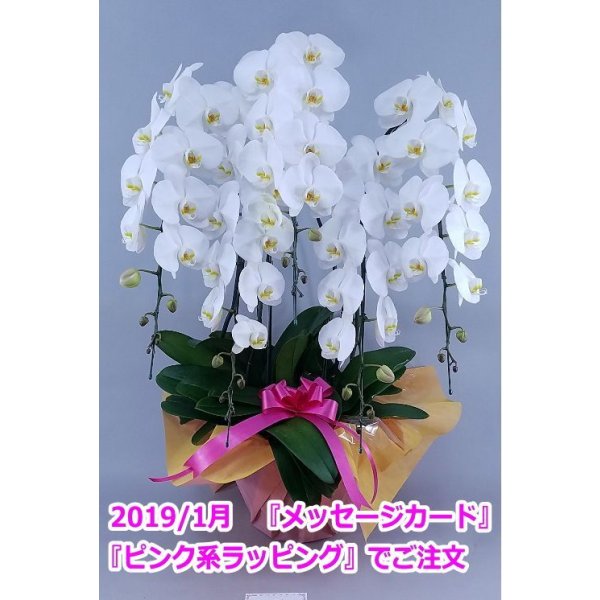 画像6: 胡蝶蘭 白 5本立ち 50輪前後(つぼみ含む)(花画像サービス付) (6)