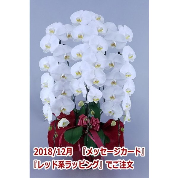 画像14: 胡蝶蘭 白 3本立ち 40輪前後（つぼみ含む）(花画像サービス付) (14)