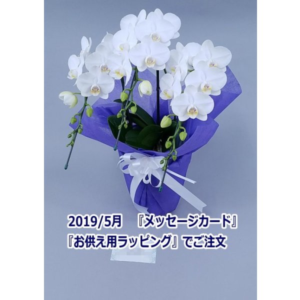 画像15: 胡蝶蘭 アマビリス(ミディ系)3本立ち以上 50cm前後(花画像サービス付) (15)