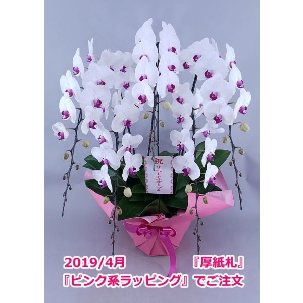 画像6: 胡蝶蘭 赤リップ 5本立ち 60輪前後（つぼみ含む）(花画像サービス付) (6)