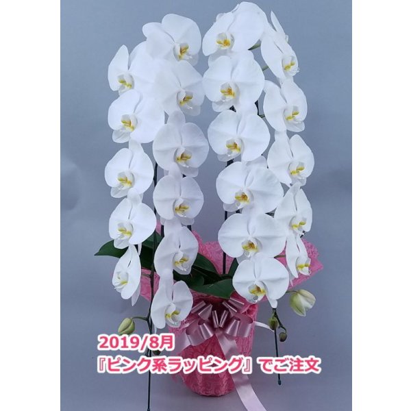 画像9: 胡蝶蘭 白 2本立ち 22輪前後（つぼみ含む）(花画像サービス付) (9)