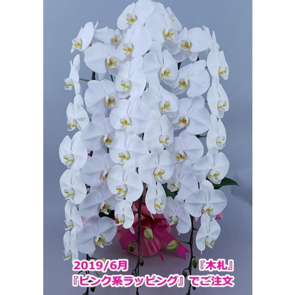 画像15: 胡蝶蘭 白 3本立ち 40輪前後（つぼみ含む）(花画像サービス付) (15)