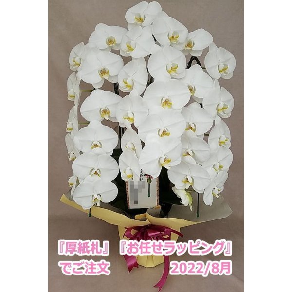 画像28: 【特価】胡蝶蘭 白 3本立ち 30輪前後（つぼみ含む）(花画像サービス付) (28)