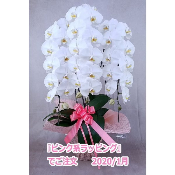 画像25: 【特価】胡蝶蘭 白 3本立ち 30輪前後（つぼみ含む）(花画像サービス付) (25)