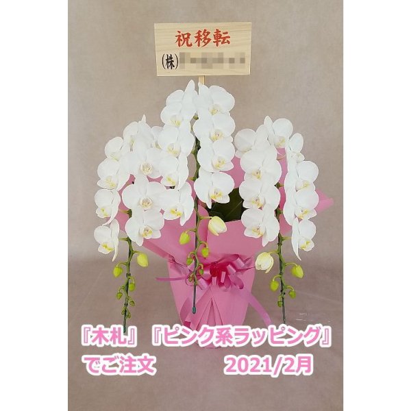 画像16: 胡蝶蘭 アマビリス(ミディ系)3本立ち以上 50cm前後(花画像サービス付) (16)