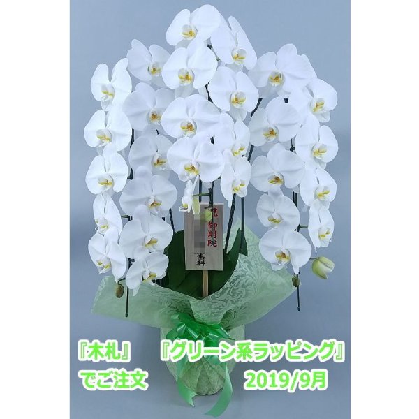 画像24: 【特価】胡蝶蘭 白 3本立ち 30輪前後（つぼみ含む）(花画像サービス付) (24)