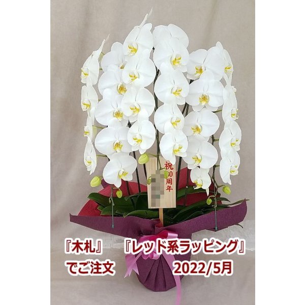 画像26: 【特価】胡蝶蘭 白 3本立ち 30輪前後（つぼみ含む）(花画像サービス付) (26)