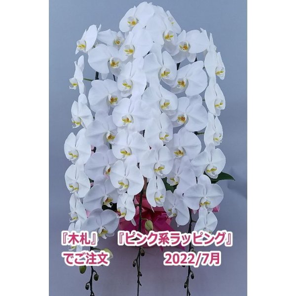 画像27: 【特価】胡蝶蘭 白 3本立ち 30輪前後（つぼみ含む）(花画像サービス付) (27)