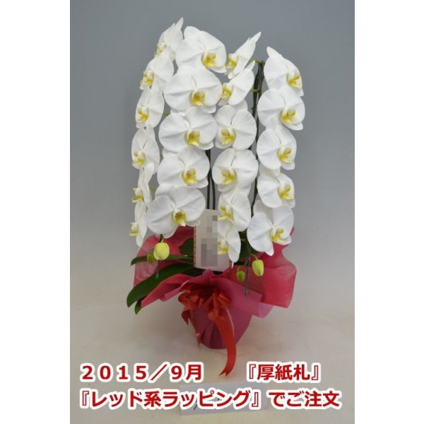 画像3: 胡蝶蘭 白 2本立ち 22輪前後（つぼみ含む）(花画像サービス付) (3)