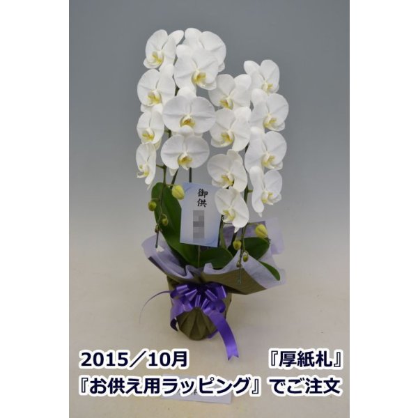 画像4: 胡蝶蘭 白 2本立ち 22輪前後（つぼみ含む）(花画像サービス付) (4)