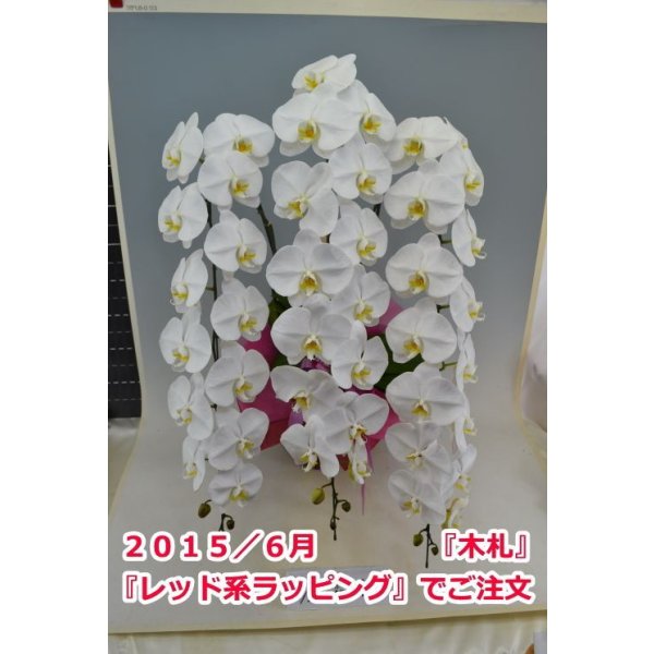 画像3: 胡蝶蘭 白 3本立ち 40輪前後（つぼみ含む）(花画像サービス付) (3)