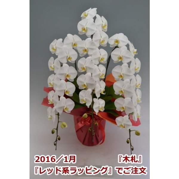 画像4: 胡蝶蘭 白 3本立ち 40輪前後（つぼみ含む）(花画像サービス付) (4)