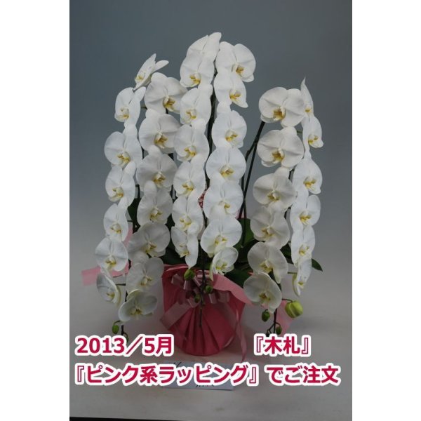 画像5: 胡蝶蘭 白 3本立ち 40輪前後（つぼみ含む）(花画像サービス付) (5)