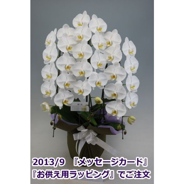 画像6: 胡蝶蘭 白 3本立ち 40輪前後（つぼみ含む）(花画像サービス付) (6)