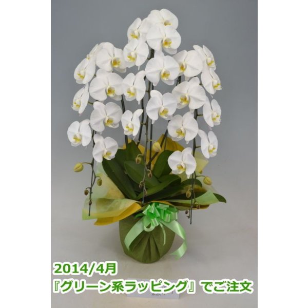 画像7: 胡蝶蘭 白 3本立ち 40輪前後（つぼみ含む）(花画像サービス付) (7)