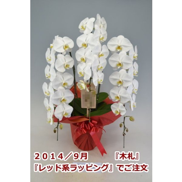 画像8: 胡蝶蘭 白 3本立ち 40輪前後（つぼみ含む）(花画像サービス付) (8)