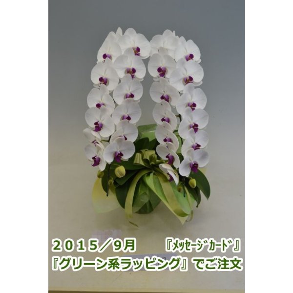 画像3: 胡蝶蘭 赤リップ 2本立ち 22輪前後（つぼみ含む）(花画像サービス付) (3)