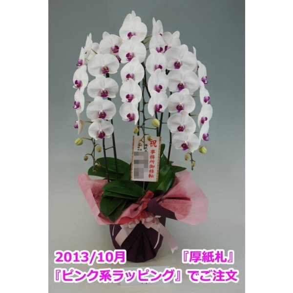 画像3: 胡蝶蘭 赤リップ 3本立ち 40輪前後(つぼみ含む)(花画像サービス付) (3)