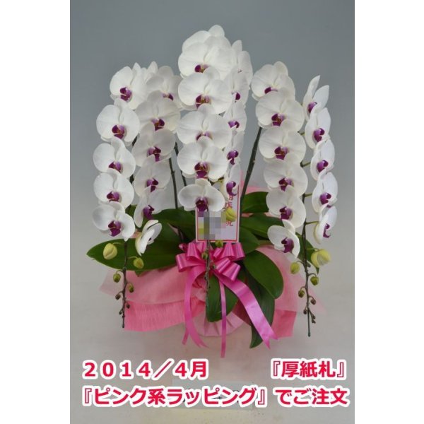 画像4: 胡蝶蘭 赤リップ 3本立ち 40輪前後(つぼみ含む)(花画像サービス付) (4)