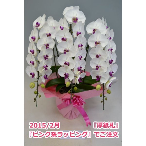 画像5: 胡蝶蘭 赤リップ 3本立ち 40輪前後(つぼみ含む)(花画像サービス付) (5)