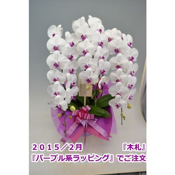 画像6: 胡蝶蘭 赤リップ 3本立ち 40輪前後(つぼみ含む)(花画像サービス付) (6)