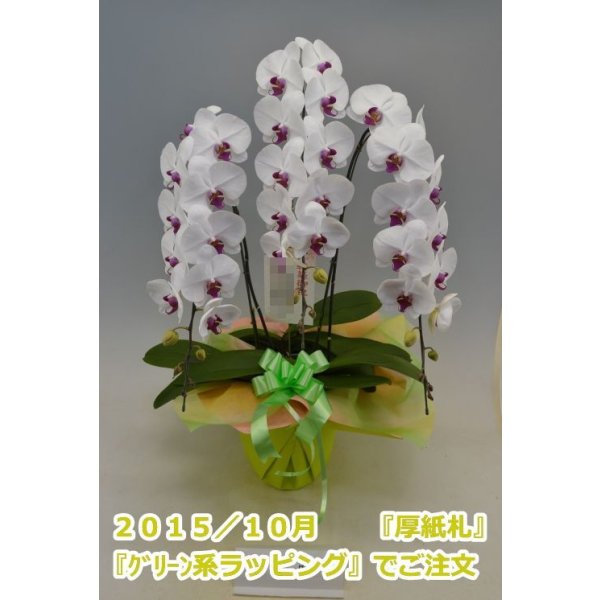 画像7: 胡蝶蘭 赤リップ 3本立ち 40輪前後(つぼみ含む)(花画像サービス付) (7)