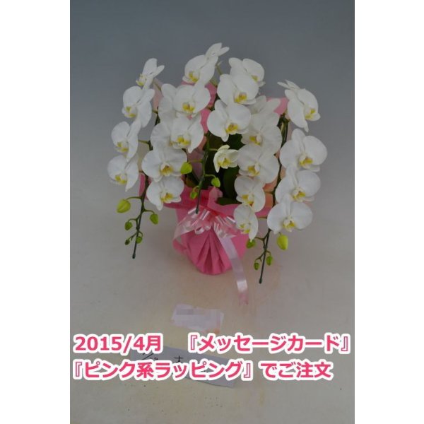 画像4: 胡蝶蘭 アマビリス(ミディ系)3本立ち以上 50cm前後(花画像サービス付) (4)