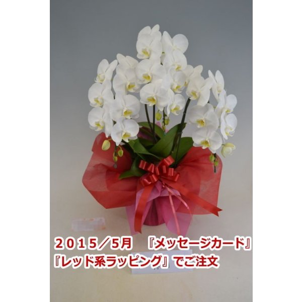 画像5: 胡蝶蘭 アマビリス(ミディ系)3本立ち以上 50cm前後(花画像サービス付) (5)