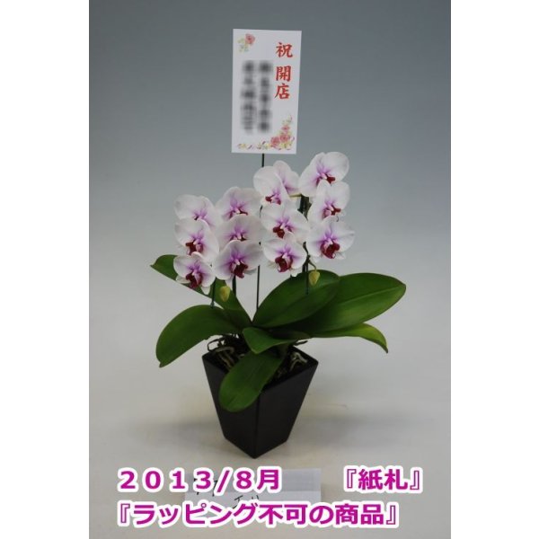 画像3: 胡蝶蘭 サクラヒメ（ミディ系） 2本立ち以上 55ｃｍ前後 スクエア鉢※ラッピング不可 (3)