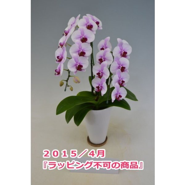 画像4: 胡蝶蘭 サクラヒメ（ミディ系） 2本立ち以上 55ｃｍ前後 スクエア鉢※ラッピング不可 (4)