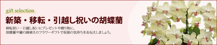 新築・移転・引越し祝いの胡蝶蘭