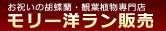 『胡蝶蘭のモリー洋蘭販売』開店祝い、移転・引越し祝いに【モリー胡蝶蘭】