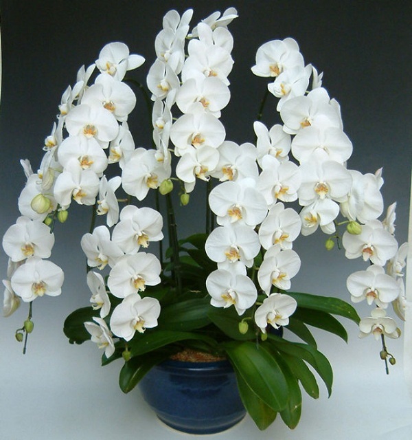画像1: 胡蝶蘭 白 7本立ち 80輪前後（つぼみ含む）※ラッピング不可・発送まで＋2営業日(花画像サービス付) (1)
