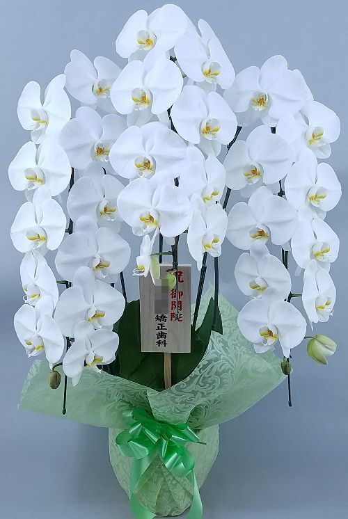 胡蝶蘭 白 3本立ち 30輪前後